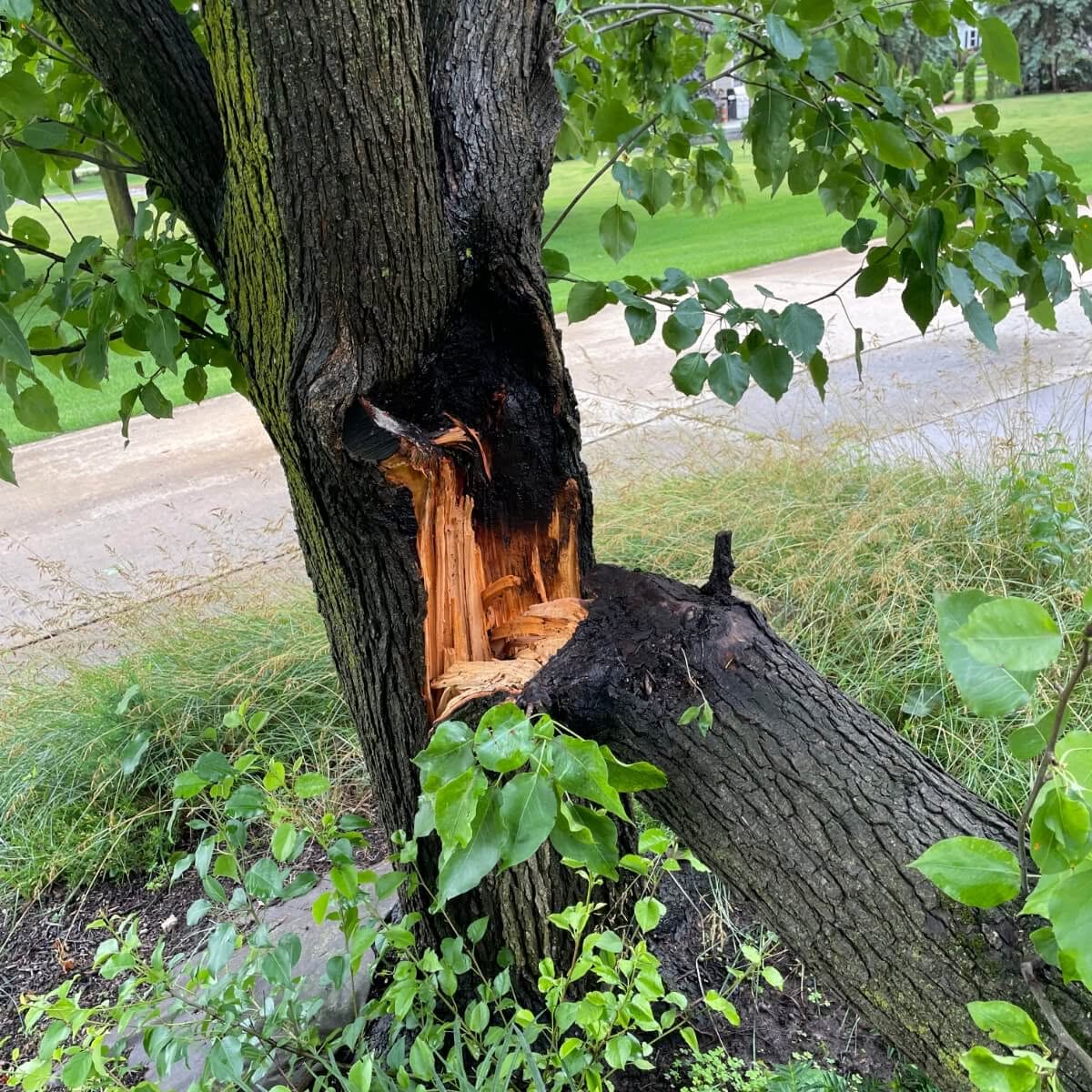 A close-up of a tree with cracks in the trunk caused by wind