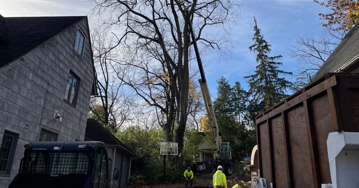 Affordable Tree Service