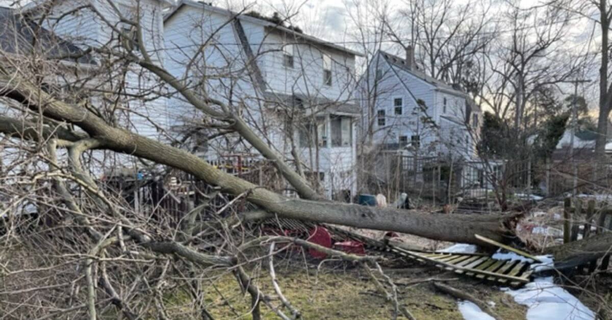 Fallen Tree Cleanup