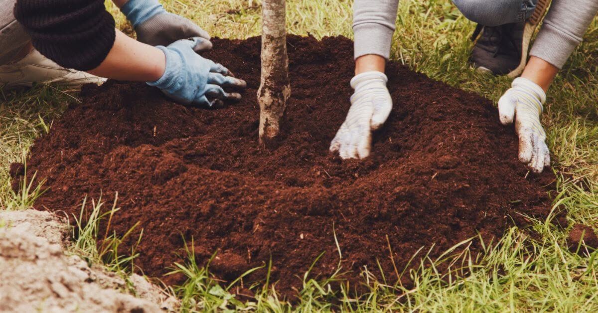 Tree Bush Planting