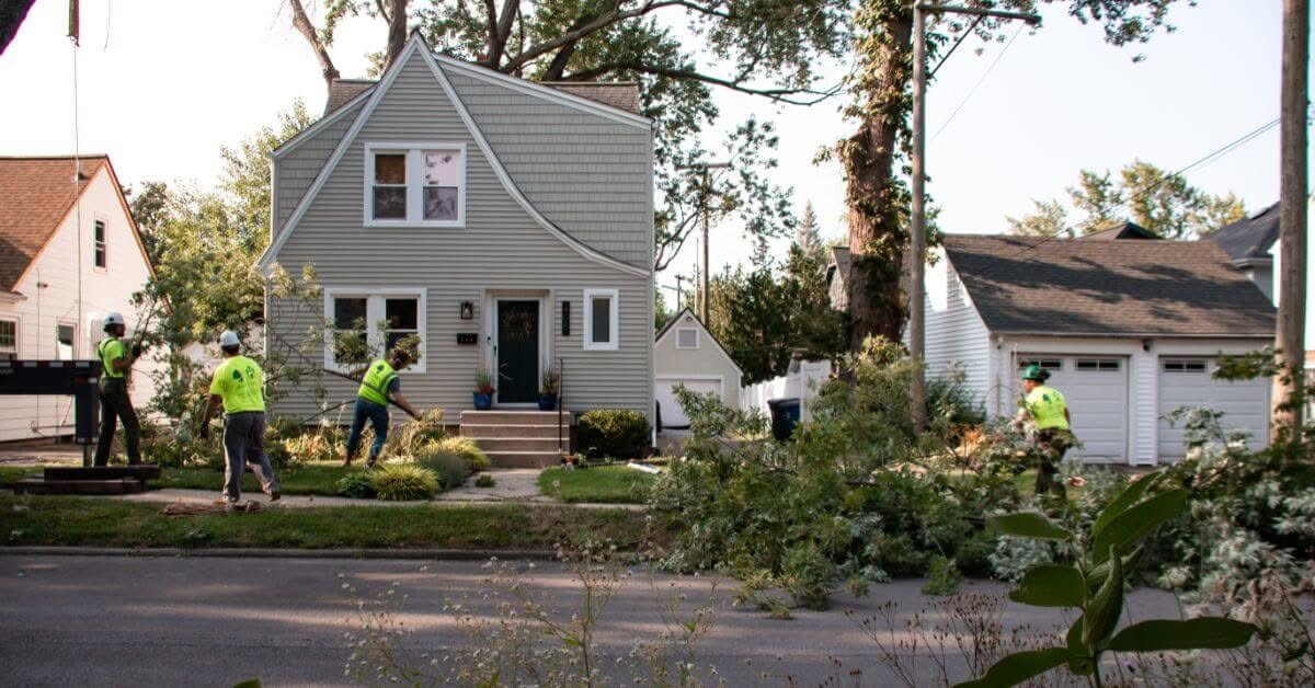 Tree Pruning Trimming
